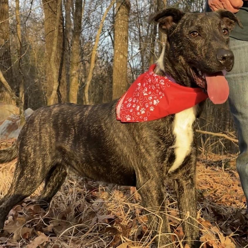 Fable - cowboy litter of 3, a Adoptable mixed breed in Lancaster, PA image 3/6