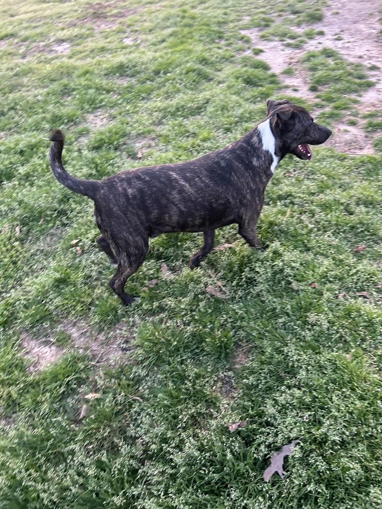 Fable - cowboy litter of 3, a Adoptable mixed breed in Lancaster, PA image 4/6