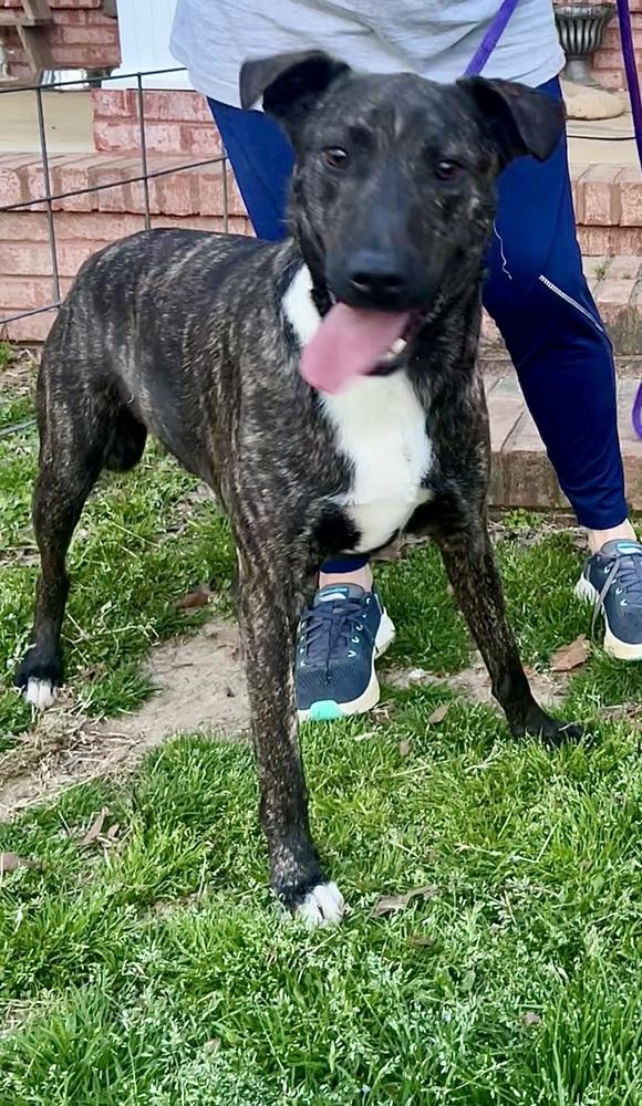 Fable - cowboy litter of 3, a Adoptable mixed breed in Lancaster, PA image 5/6