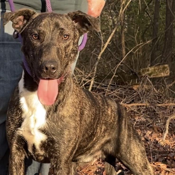 Fable - cowboy litter of 3, a Adoptable mixed breed in Lancaster, PA image 6/6