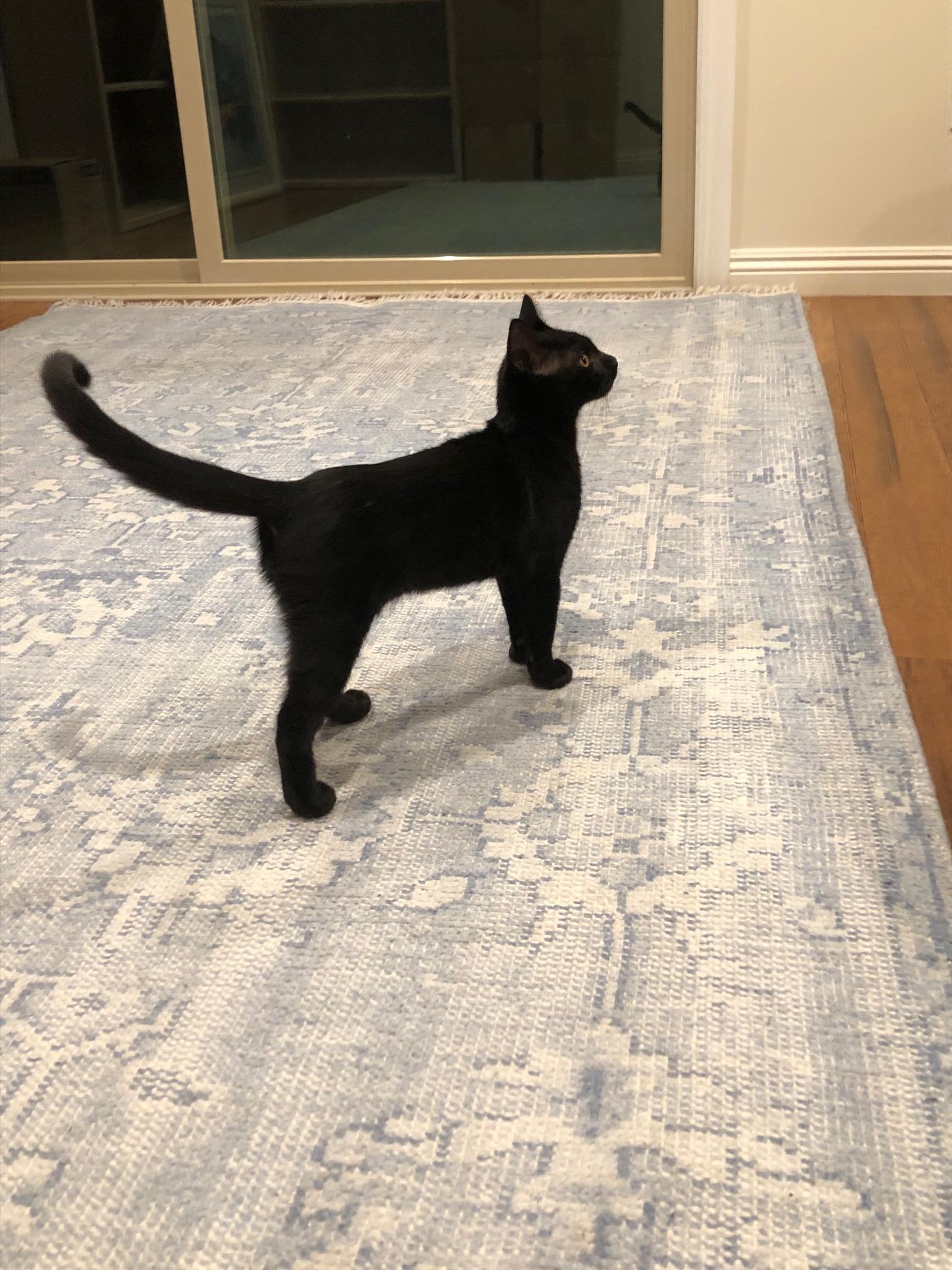 Enlarge 9/20 meet @ Petco Burbank: Stitch, a Adopted mixed breed in Toluca Lake, CA image 3/4