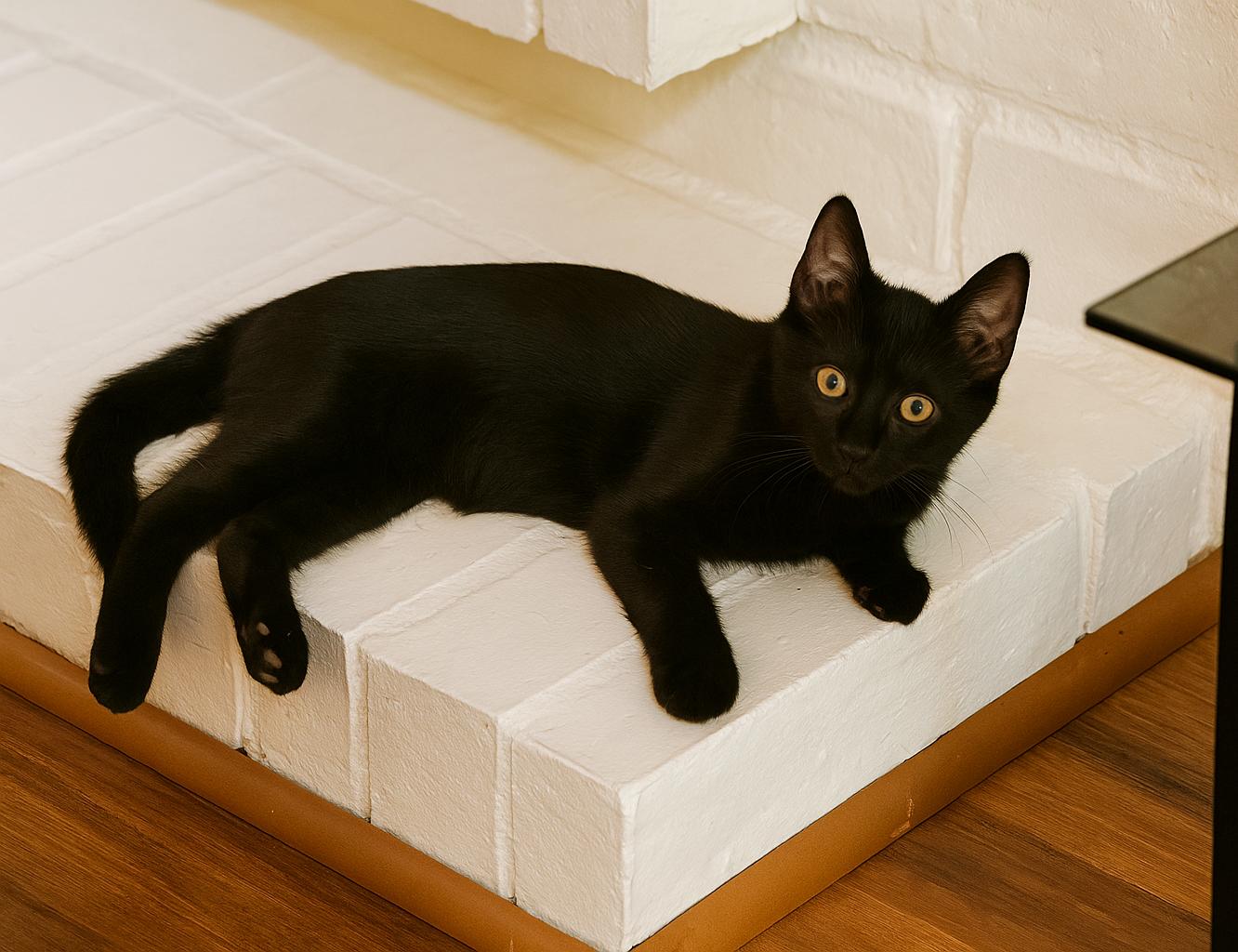 Enlarge 9/20 meet @ Petco Burbank: Stitch, a Adopted mixed breed in Toluca Lake, CA image 2/4