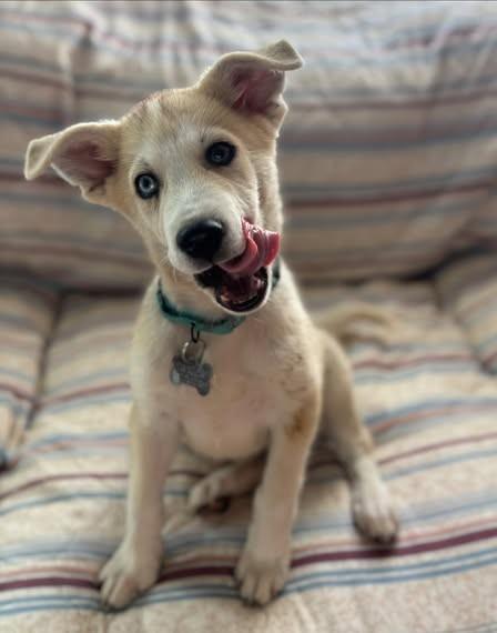 Enlarge Baxter, a Adopted mixed breed in Albany, NY image 3/6