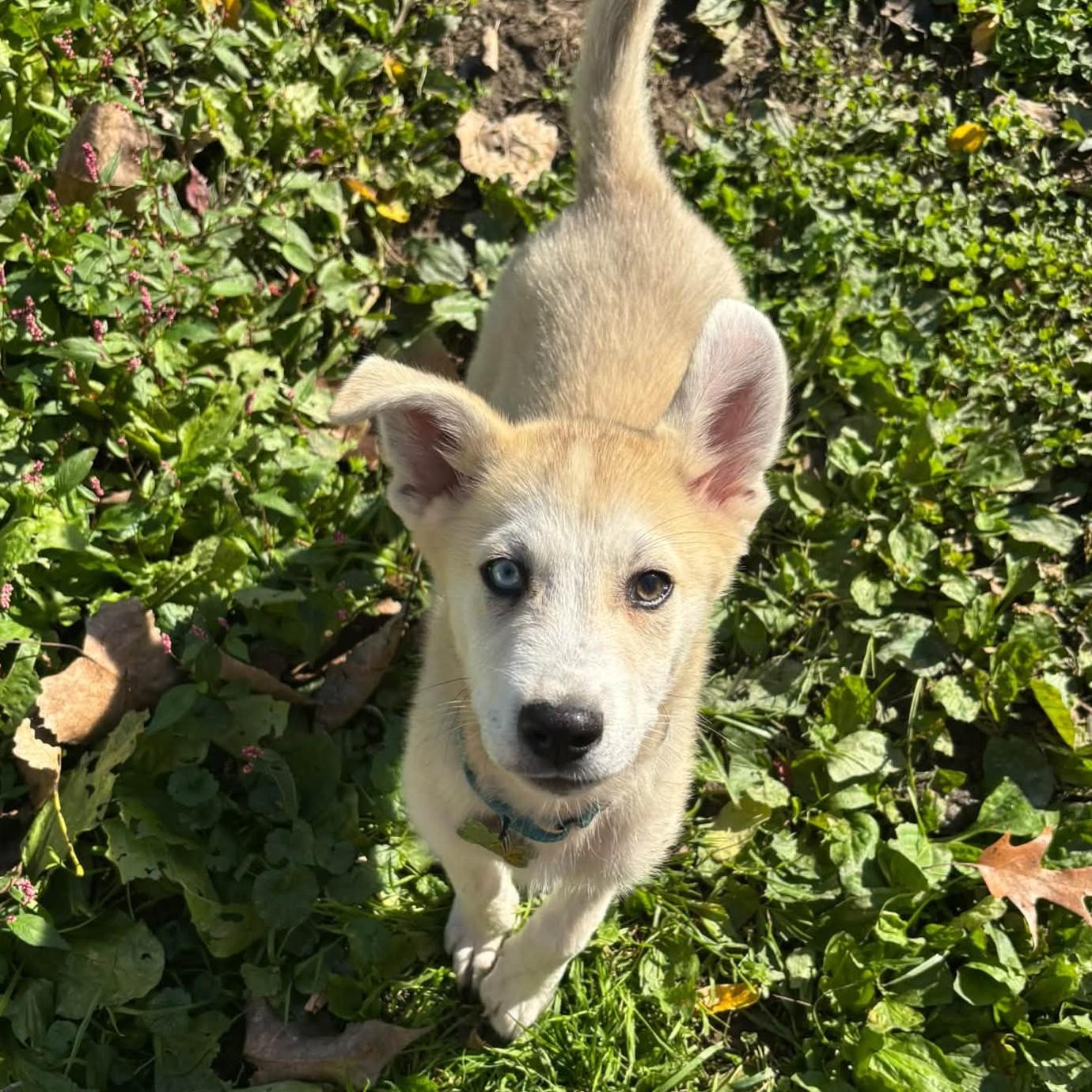 Enlarge Baxter, a Adopted mixed breed in Albany, NY image 1/6