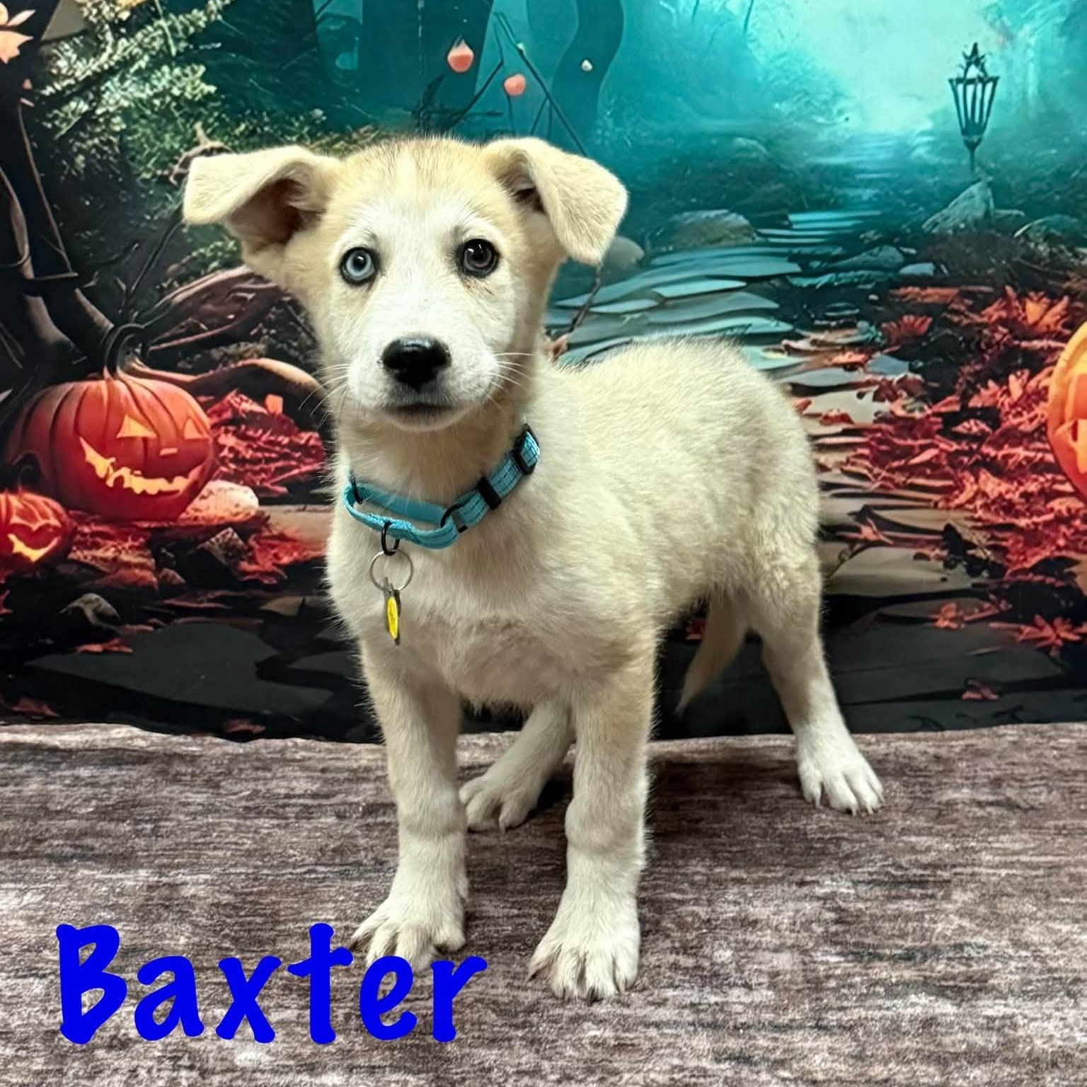 Enlarge Baxter, a Adopted mixed breed in Albany, NY image 5/6