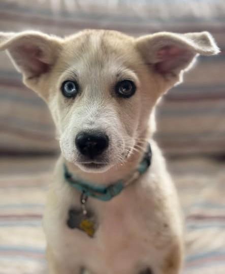 Enlarge Baxter, a Adopted mixed breed in Albany, NY image 2/6