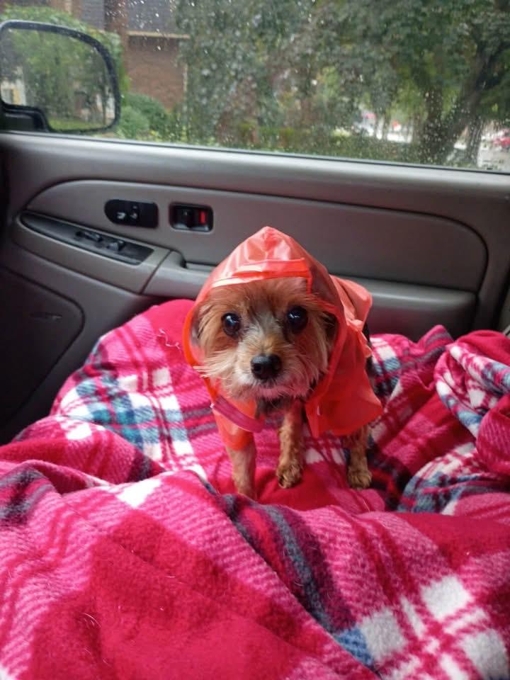 Enlarge Lorayne, a Adoptable Yorkshire Terrier in Grosse Pointe Park, MI image 3/3