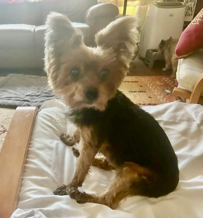 Enlarge Lorayne, a Adoptable Yorkshire Terrier in Grosse Pointe Park, MI image 1/3