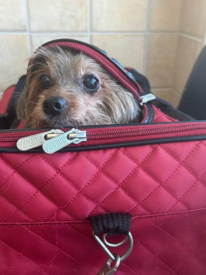 Enlarge Lorayne, a Adoptable Yorkshire Terrier in Grosse Pointe Park, MI image 2/3