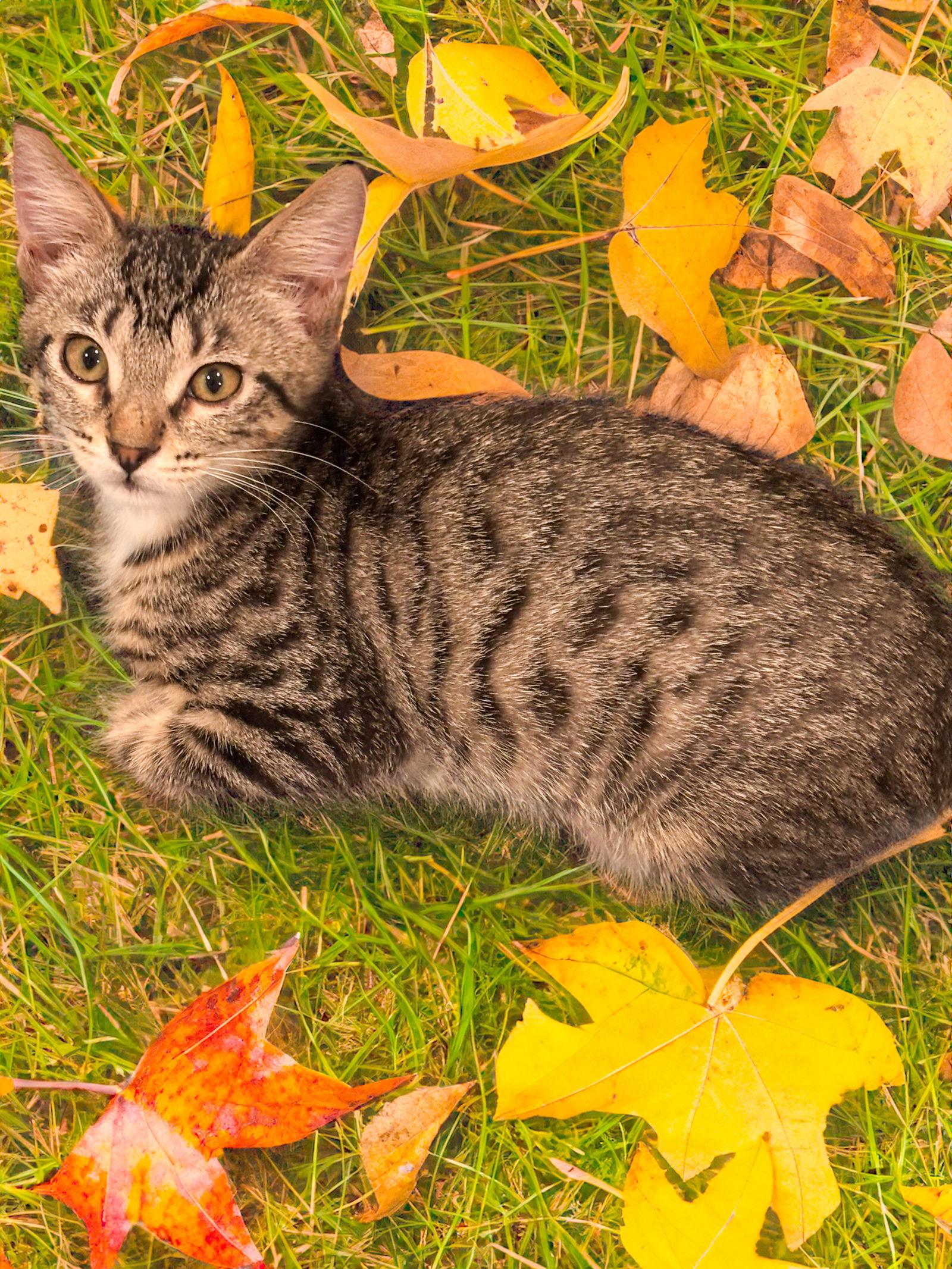 Alicia, Adoptable, Young Female Domestic Short Hair.