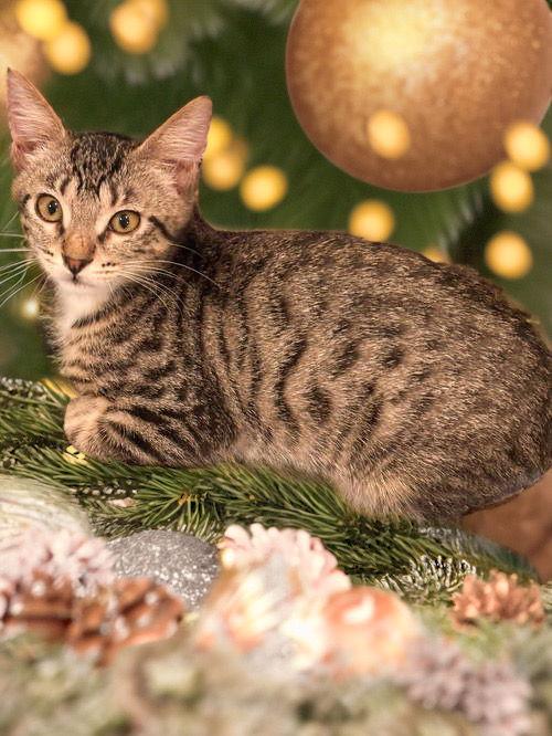 Alicia, a Adoptable Domestic Short Hair in Chandler, AZ image 2/2