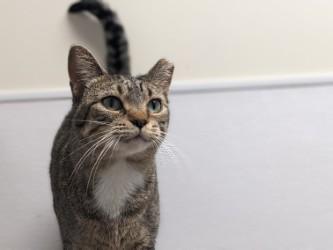 Enlarge Marigold, a Adoptable mixed breed in Golden Valley, MN image 1/3