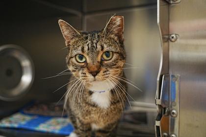 Enlarge Marigold, a Adoptable mixed breed in Golden Valley, MN image 2/3