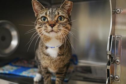 Enlarge Marigold, a Adoptable mixed breed in Golden Valley, MN image 3/3