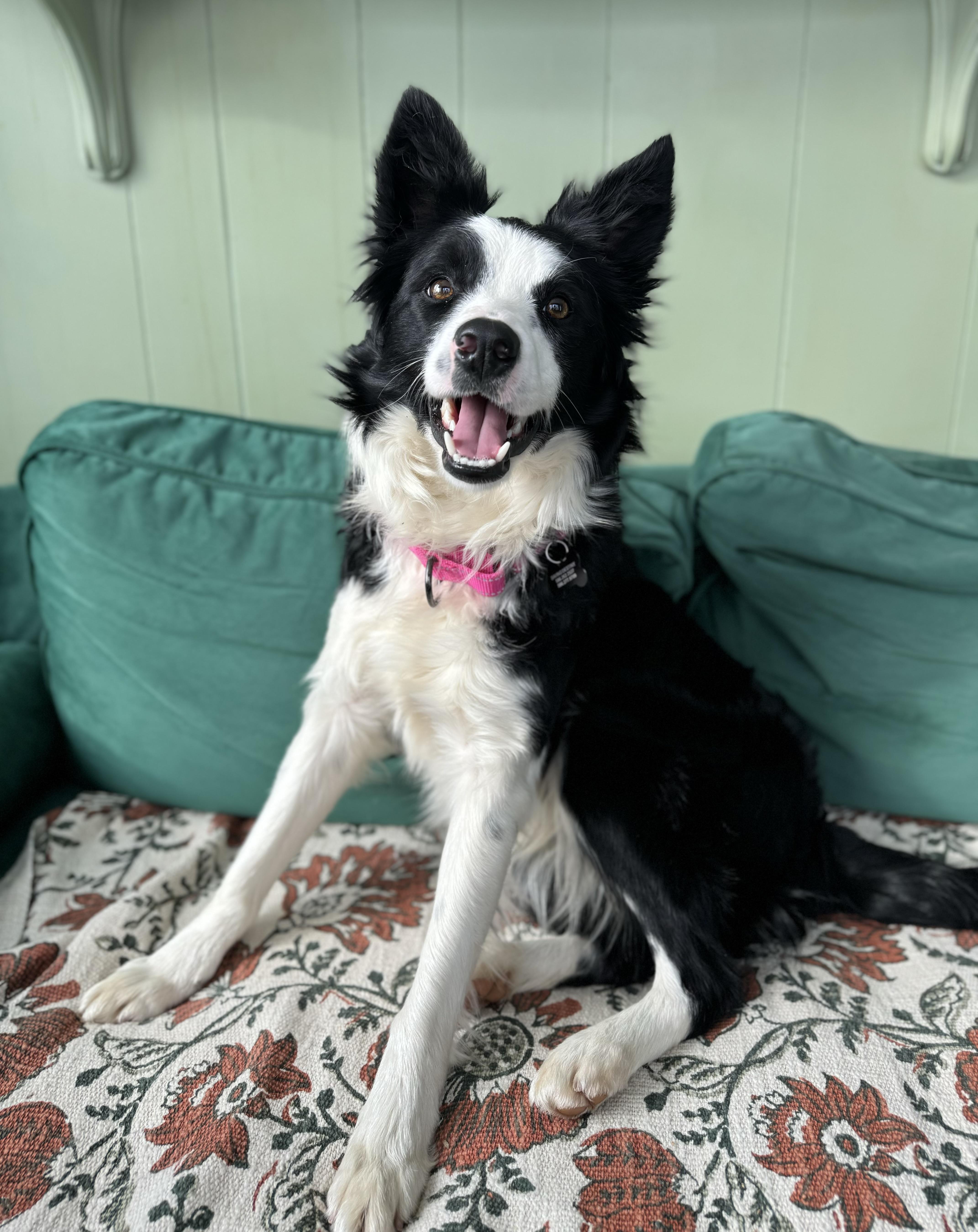 Birdie, ADOPTABLE, Young Female Border Collie.