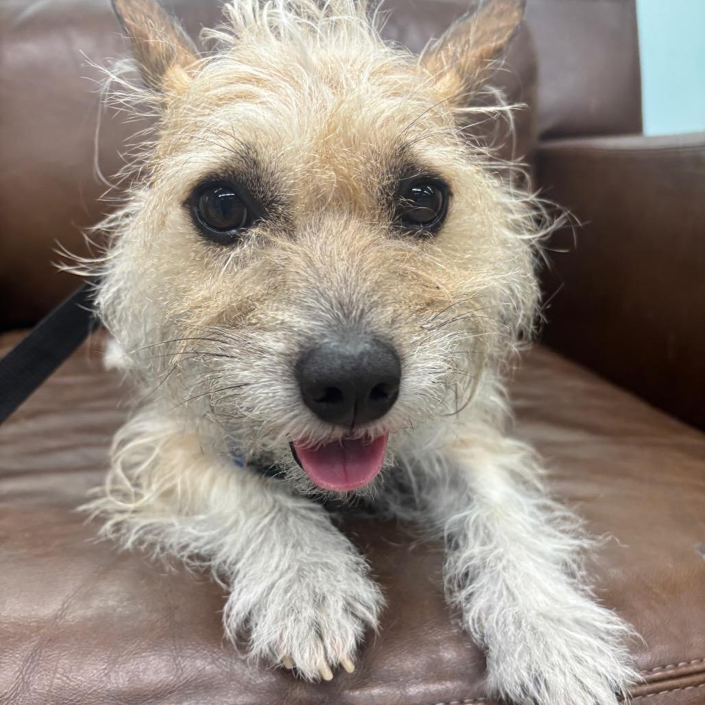 Arty, Adoptable, Adult Male Chihuahua.