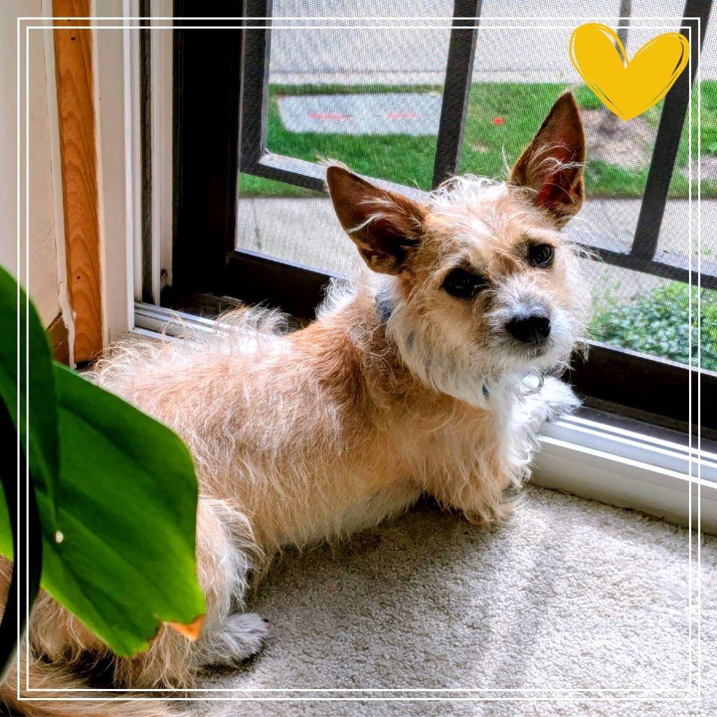 Enlarge Arty, a Adoptable Chihuahua in Skokie, IL image 2/6