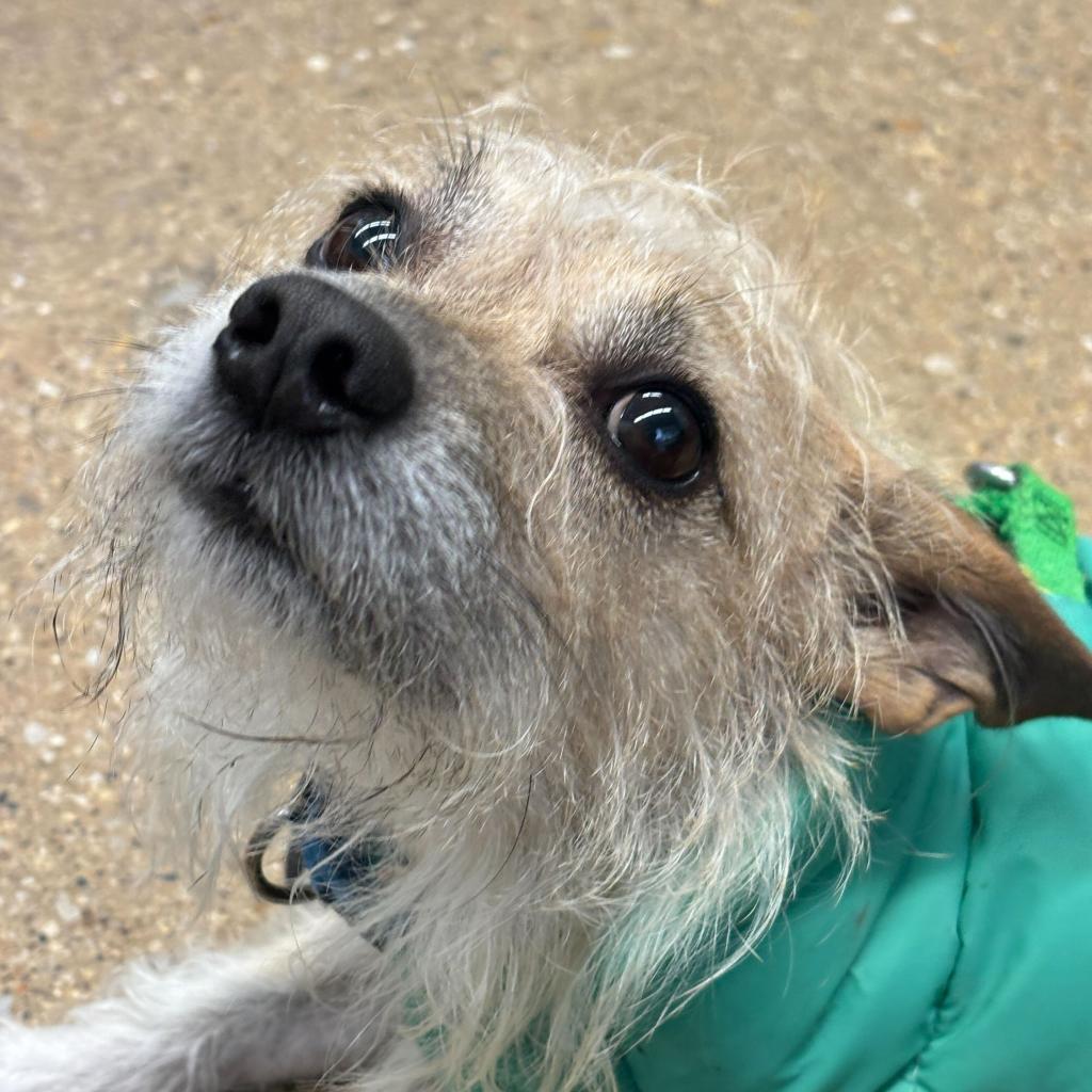 Enlarge Arty, a Adoptable Chihuahua in Skokie, IL image 4/6