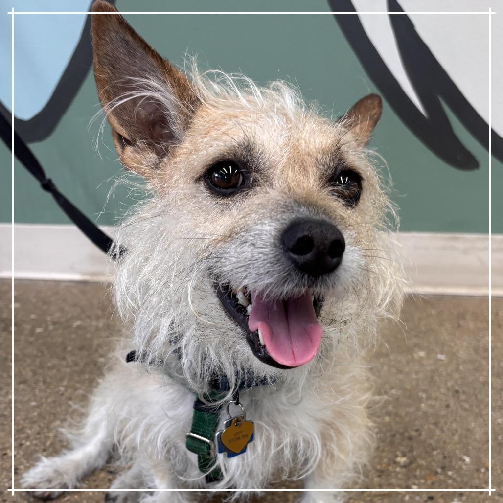 Enlarge Arty, a Adoptable Mixed Breed in Skokie, IL image 5/6