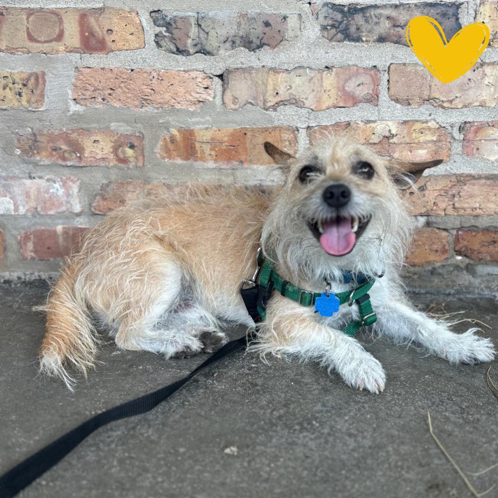 Enlarge Arty, a Adoptable Mixed Breed in Skokie, IL image 5/6