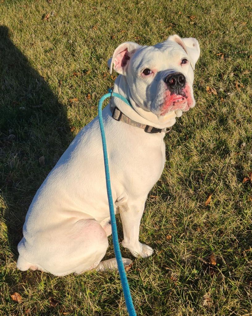 Marty Yrly 417, Adopted, Adult Male American Bulldog.