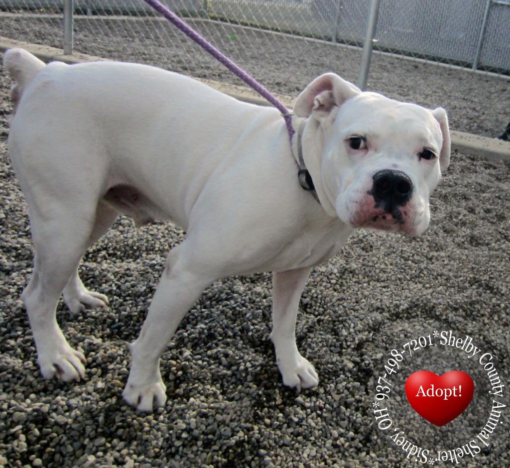 Enlarge Marty Yrly 417, a Adopted mixed breed in Sidney, OH image 2/3