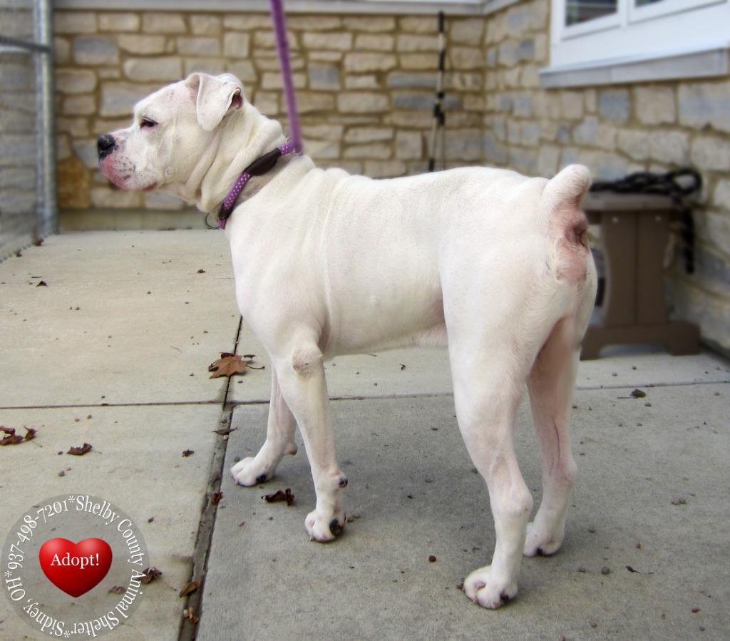 Enlarge Marty Yrly 417, a Adopted mixed breed in Sidney, OH image 3/3