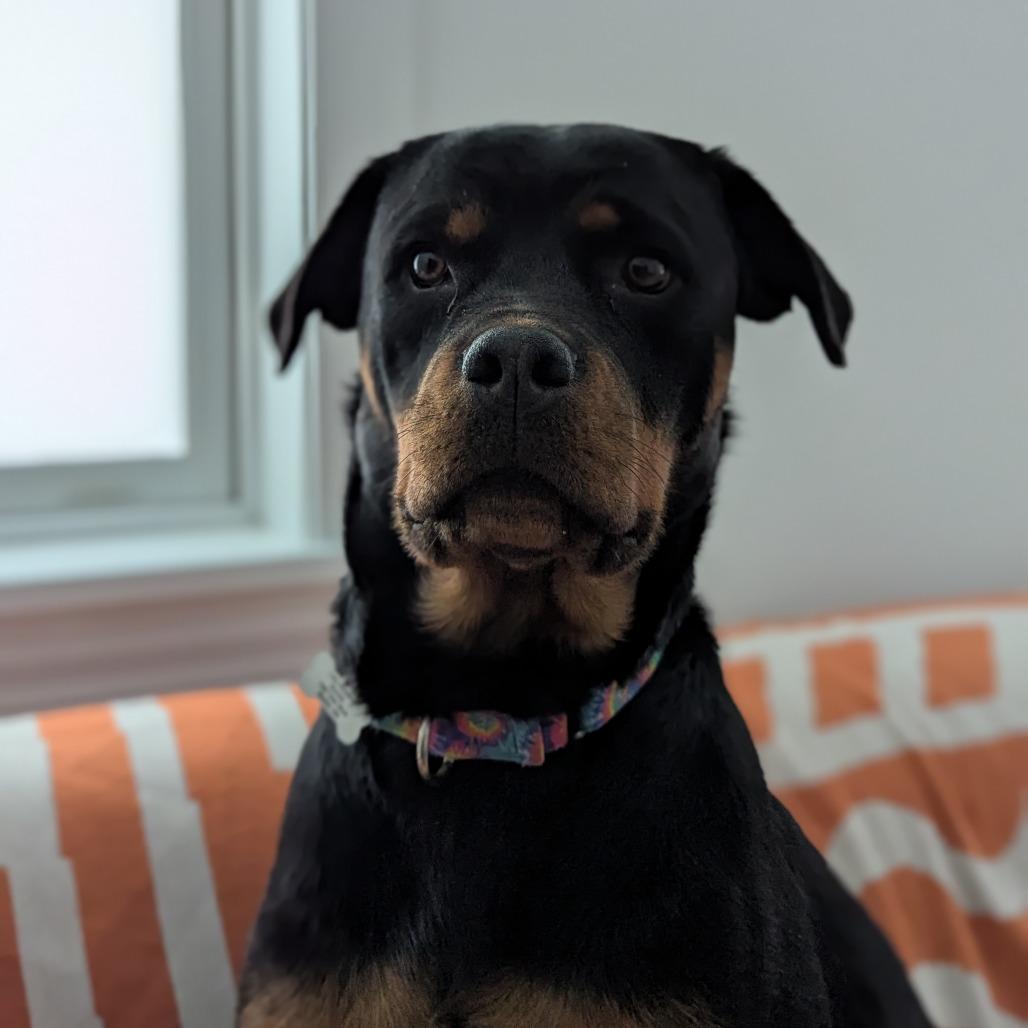 Flora, Adoptable, Adult Female Mixed Breed.