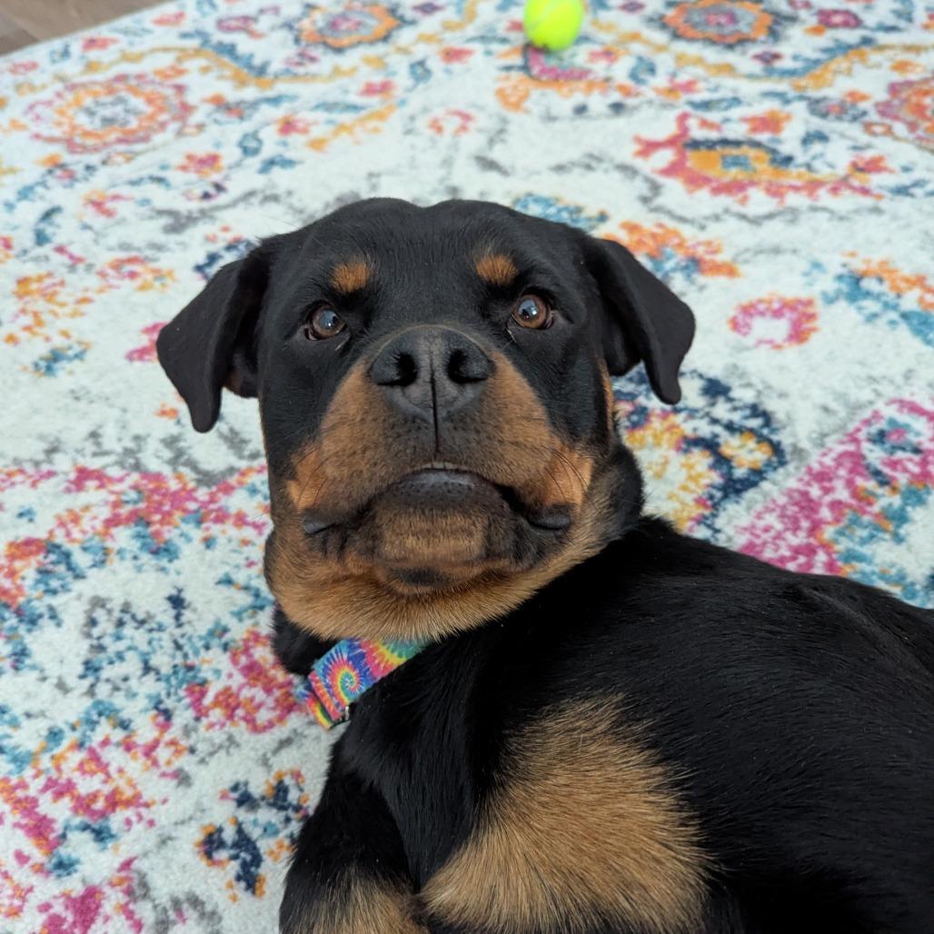 Enlarge Flora, a Adoptable Mixed Breed in Mentor, OH image 2/4