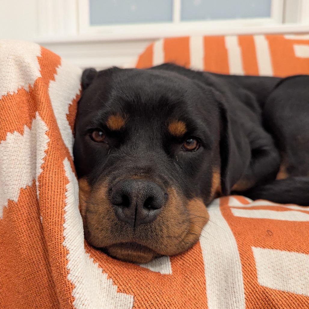 Enlarge Flora, a Adoptable Mixed Breed in Mentor, OH image 3/4