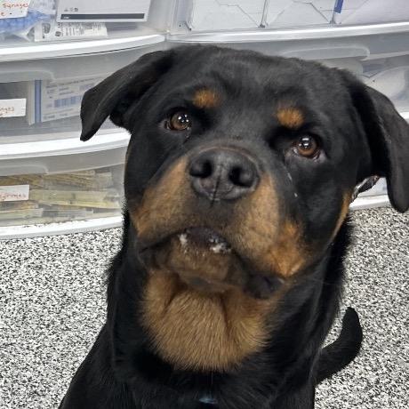 Enlarge Flora, a Adoptable Mixed Breed in Mentor, OH image 4/4