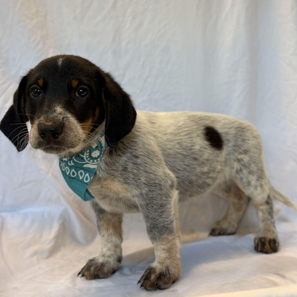 Rosie, Adoptable, Puppy Female Mixed Breed.