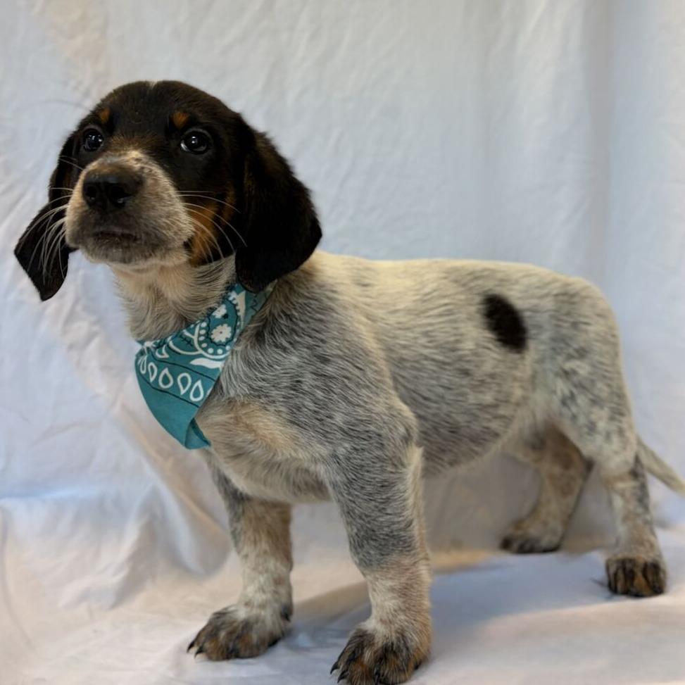 Enlarge Rosie, a Adoptable Mixed Breed in Canal Winchester, OH image 2/2