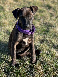 Enlarge Clover, a ADOPTABLE Mixed Breed in Schaumburg, IL image 3/5