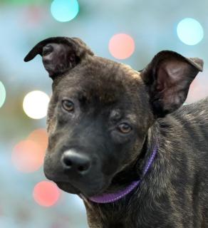 Clover, ADOPTABLE, Puppy Female Mixed Breed.