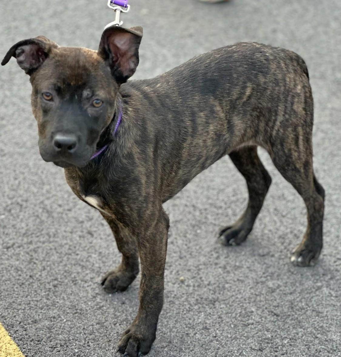 Enlarge Clover, a ADOPTABLE Mixed Breed in Schaumburg, IL image 5/5