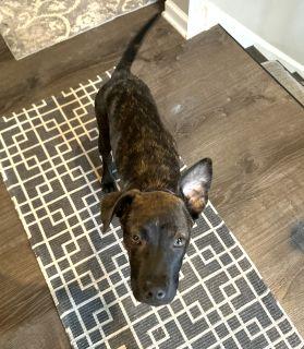 Enlarge Clover, a ADOPTABLE Mixed Breed in Schaumburg, IL image 4/5