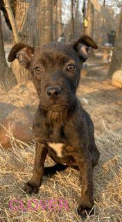 Enlarge Clover, a ADOPTABLE Mixed Breed in Schaumburg, IL image 2/5