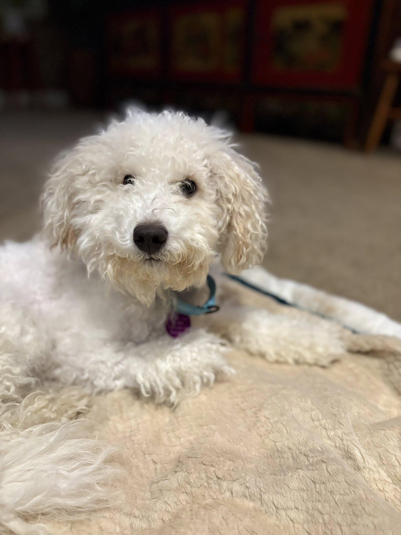 Enlarge Waffles, an adoptable Poodle in Breinigsville, PA image 3/5