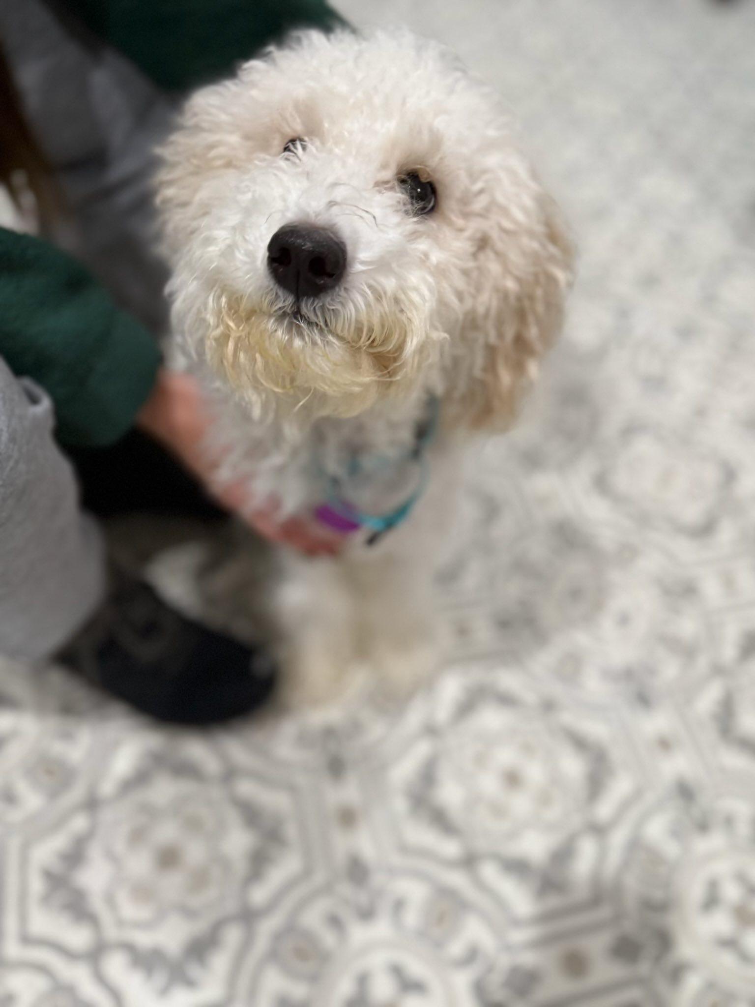 Enlarge Waffles, an adoptable Poodle in Breinigsville, PA image 2/5