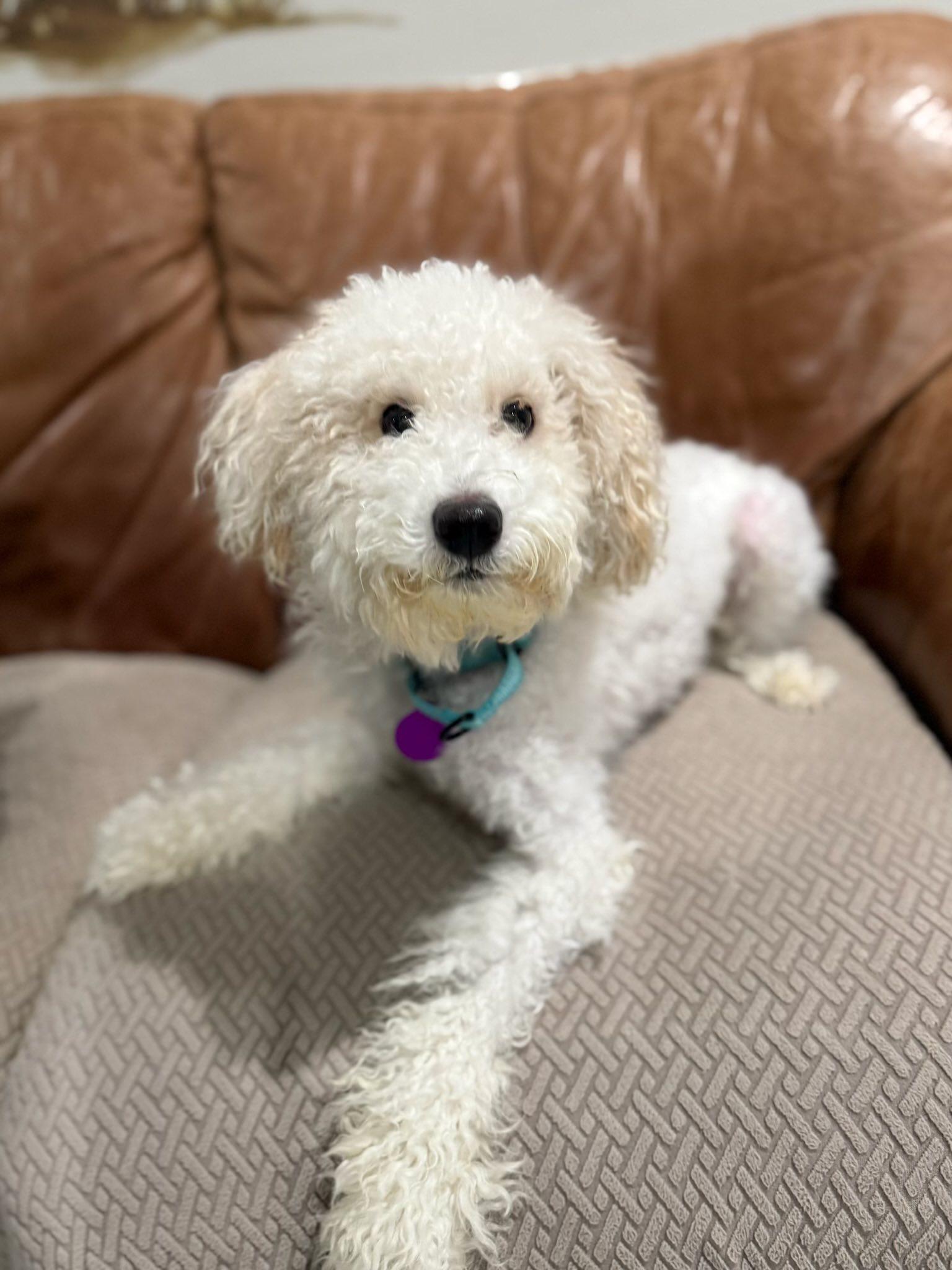 Enlarge Waffles, an adoptable Poodle in Breinigsville, PA image 1/5