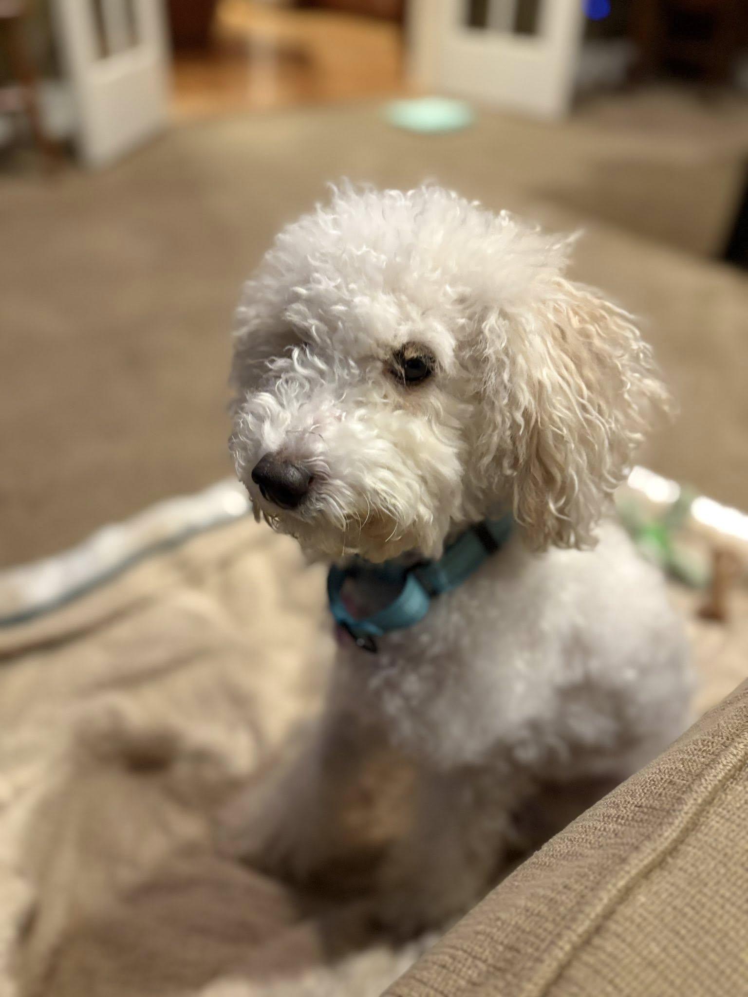 Enlarge Waffles, an adoptable Poodle in Breinigsville, PA image 4/5