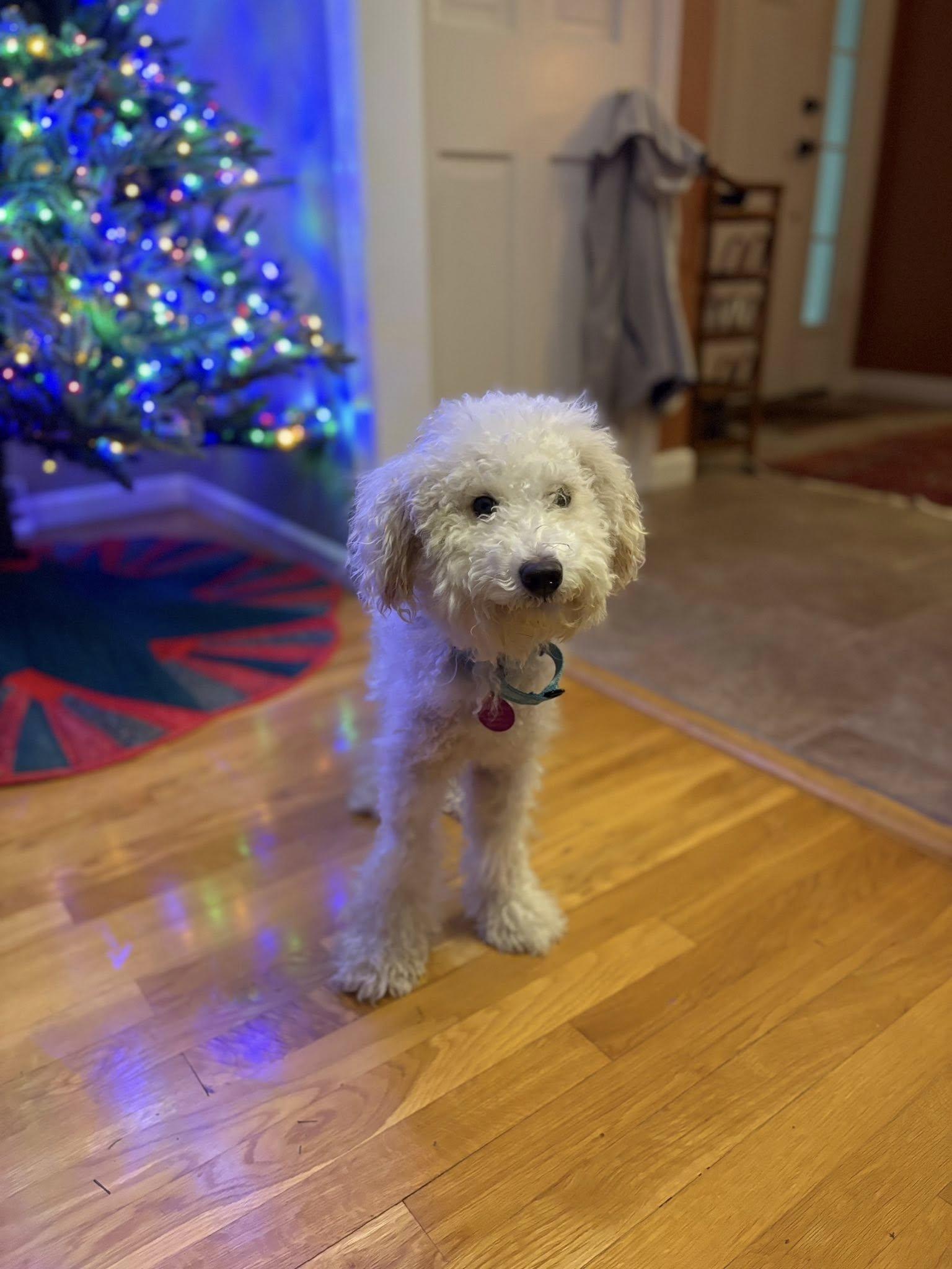Enlarge Waffles, an adoptable Poodle in Breinigsville, PA image 5/5