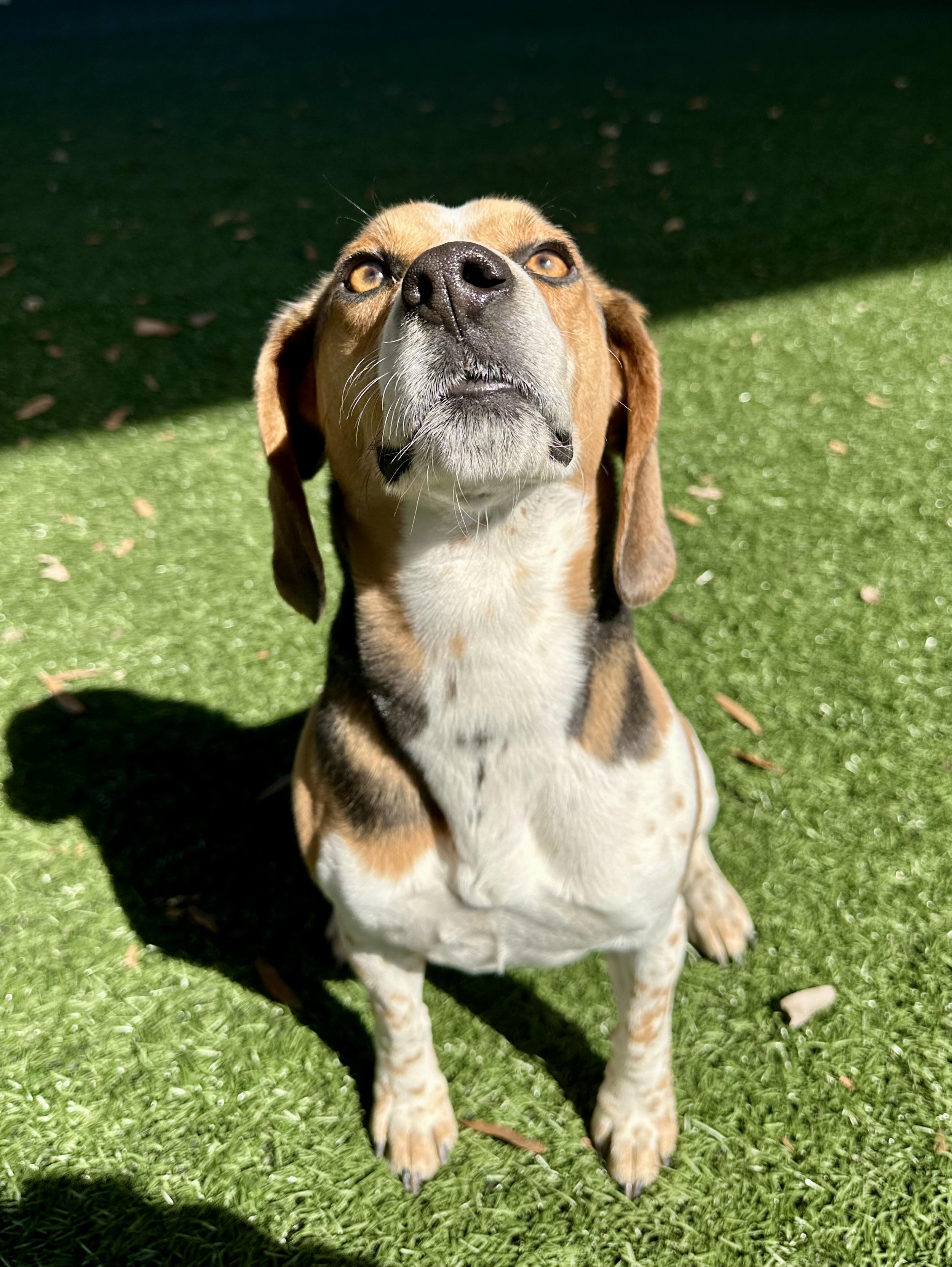 Cooperr, a Adopted Beagle in Newnan, GA image 4/6