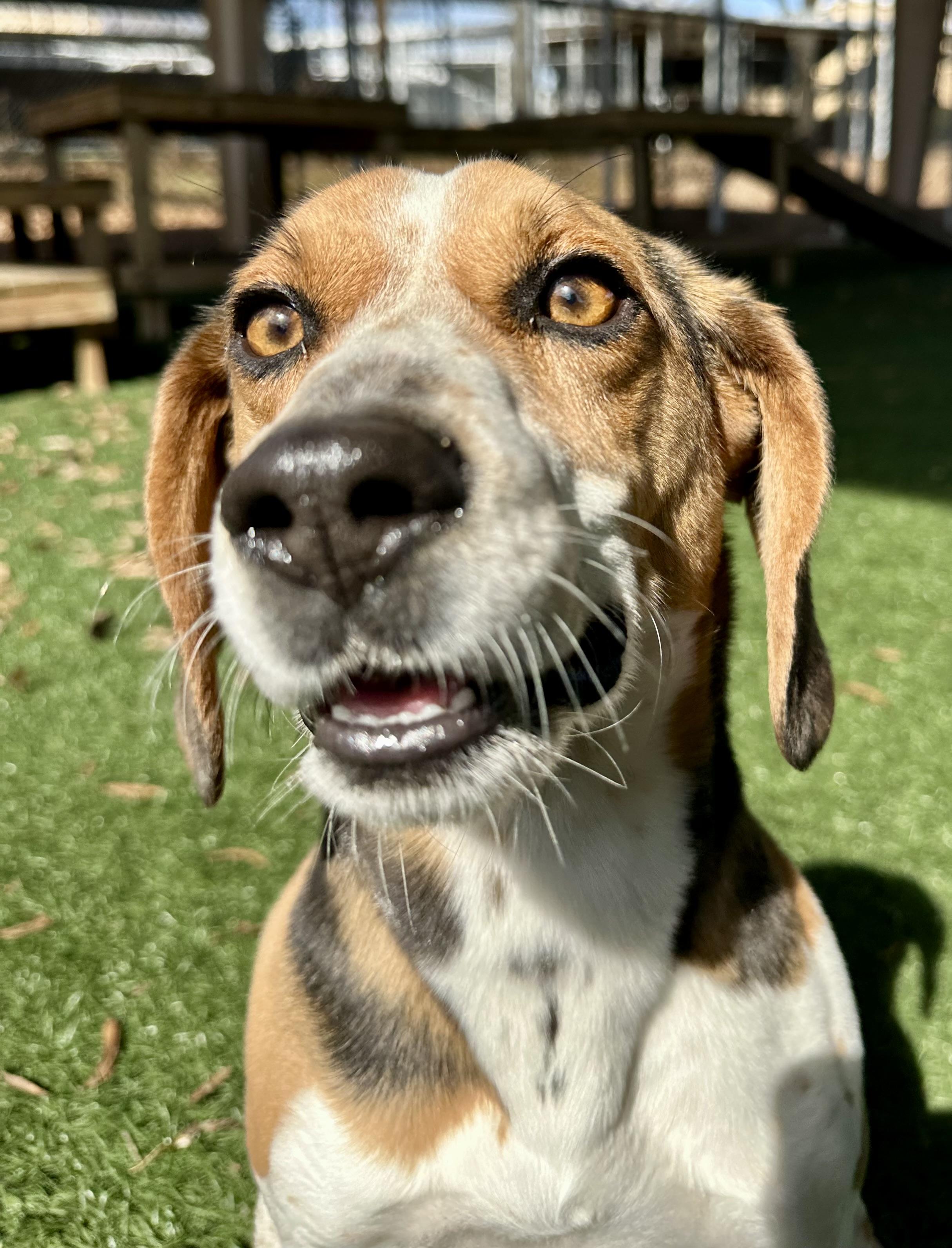 Cooperr, a Adopted Beagle in Newnan, GA image 3/6