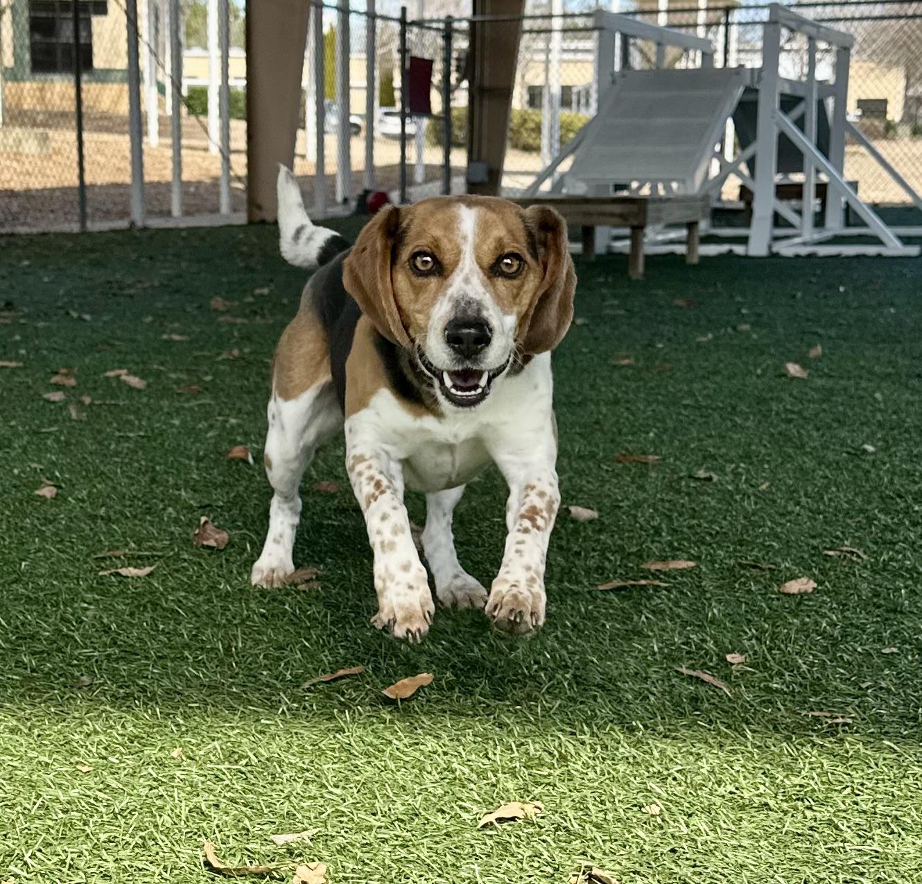 Cooperr, a Adopted Beagle in Newnan, GA image 2/6