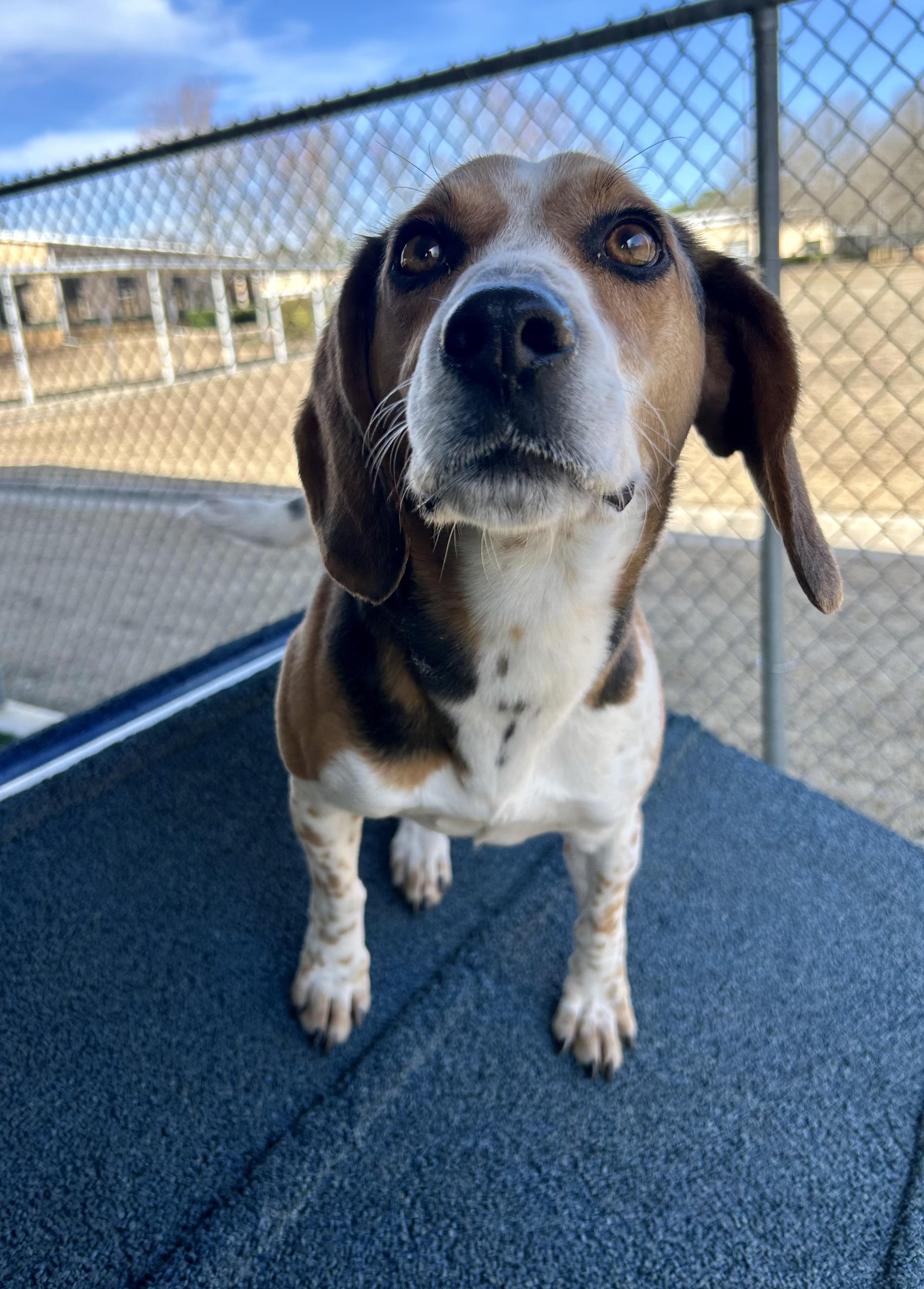 Cooperr, a Adopted Beagle in Newnan, GA image 1/6