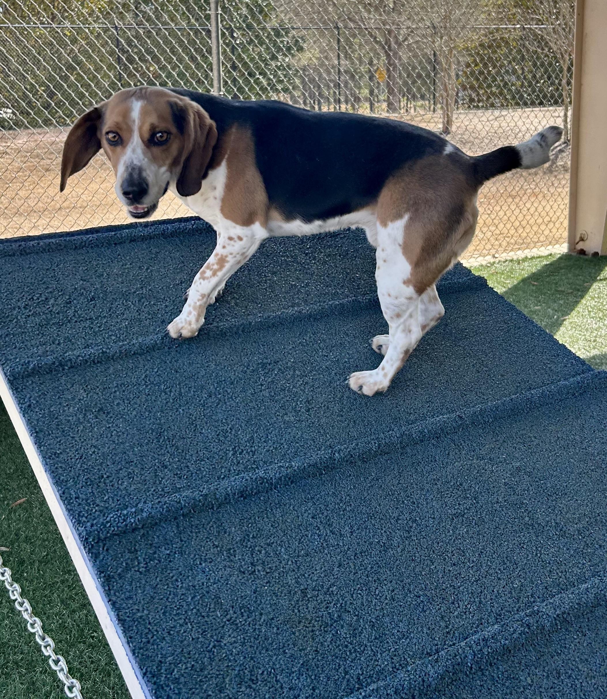 Cooperr, a Adopted Beagle in Newnan, GA image 6/6