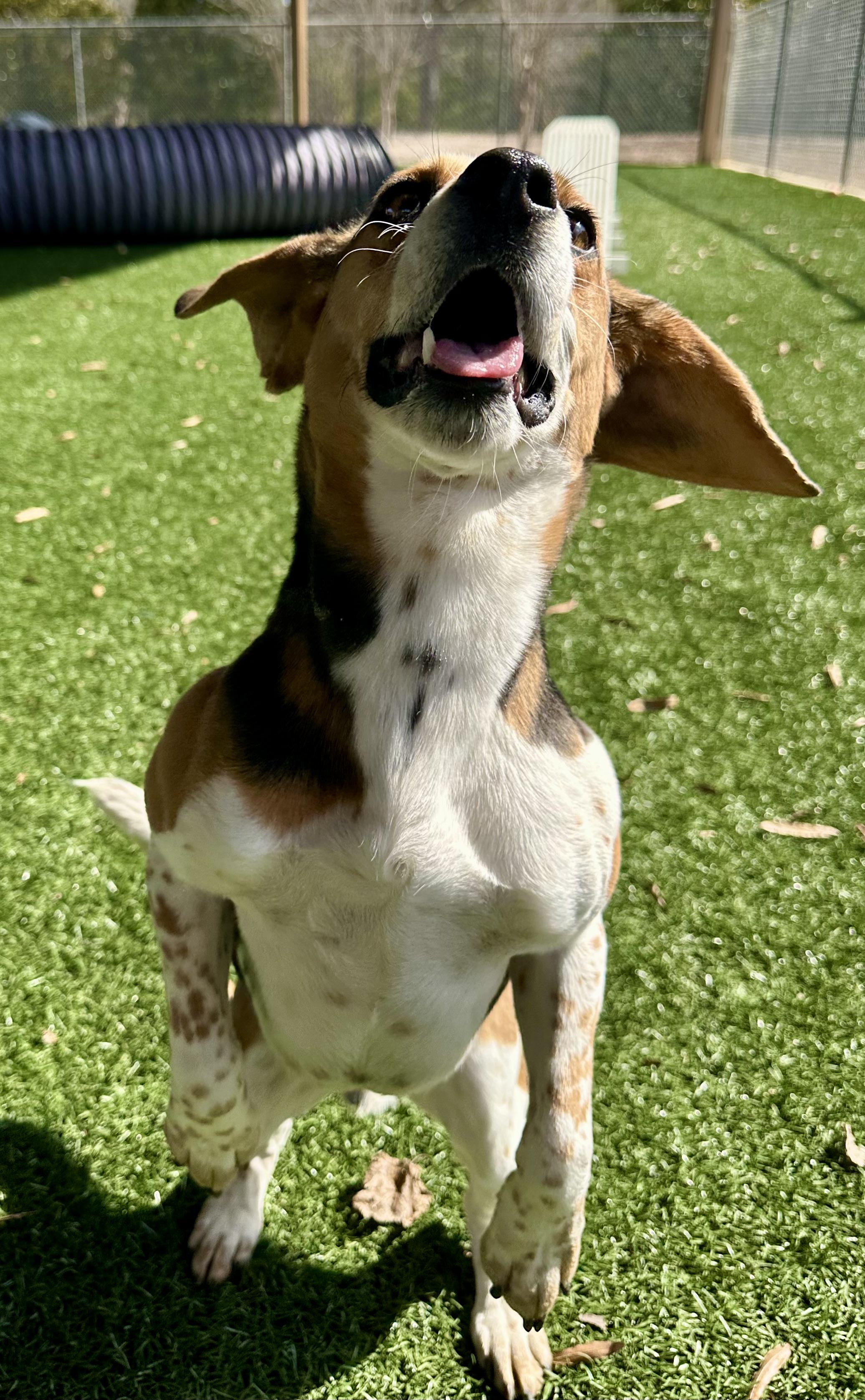 Cooperr, a Adopted Beagle in Newnan, GA image 5/6