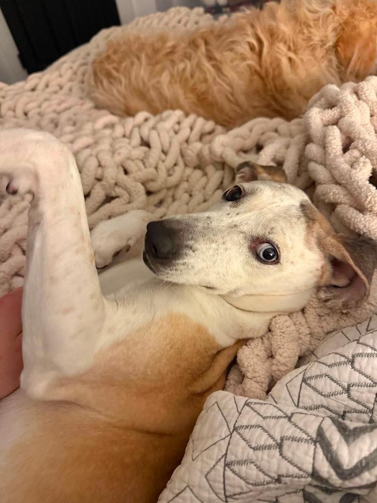 Pickles, a Adoptable mixed breed in Rapid City, SD image 2/6